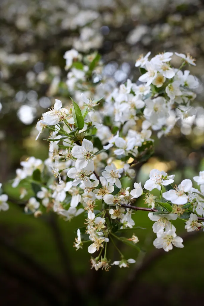 Summerly flowers